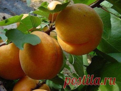 Витамин B17 - Блог Марина на 24open.ru