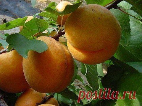 Витамин B17 - Блог Марина на 24open.ru