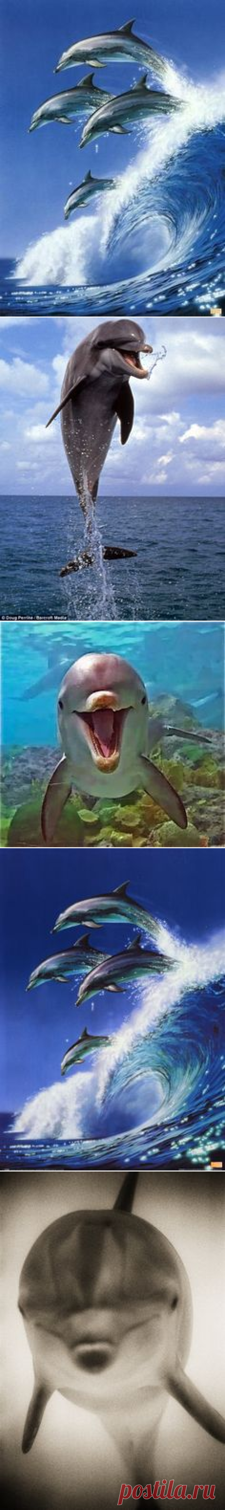 Dolphins on Pinterest