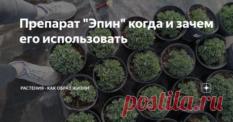 Препарат "Эпин" когда и зачем его использовать Здравствуйте!
Сегодня поговорим о препарате "Эпин экстра"
Это очень многофункциональное средство. Прежде всего это биостимулятор, стероидный фитогормон, обладающий, прежде всего, антибактериальным действием.
Используют его как для замачивания семян, для полива, опрыскивания, для защиты от заморозков, восстановления поврежденных растений.
