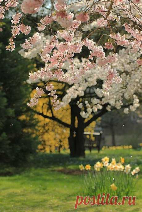 Весенняя сакура
Spring Cherry Blossoms, Sakura, Japan | breathtaking beauty | Pintere…