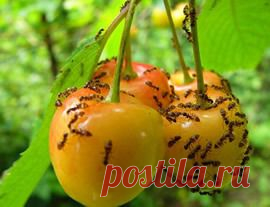 Как бороться с муравьями на грядке?? Подскажите.: Группа Наши грядки
