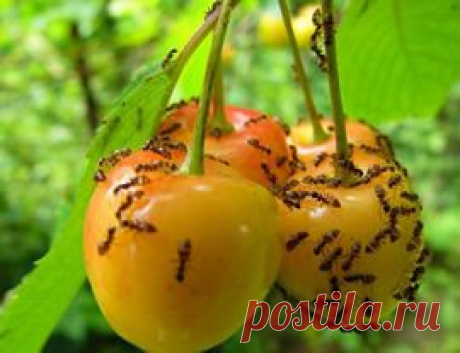 Как бороться с муравьями на грядке?? Подскажите.: Группа Наши грядки