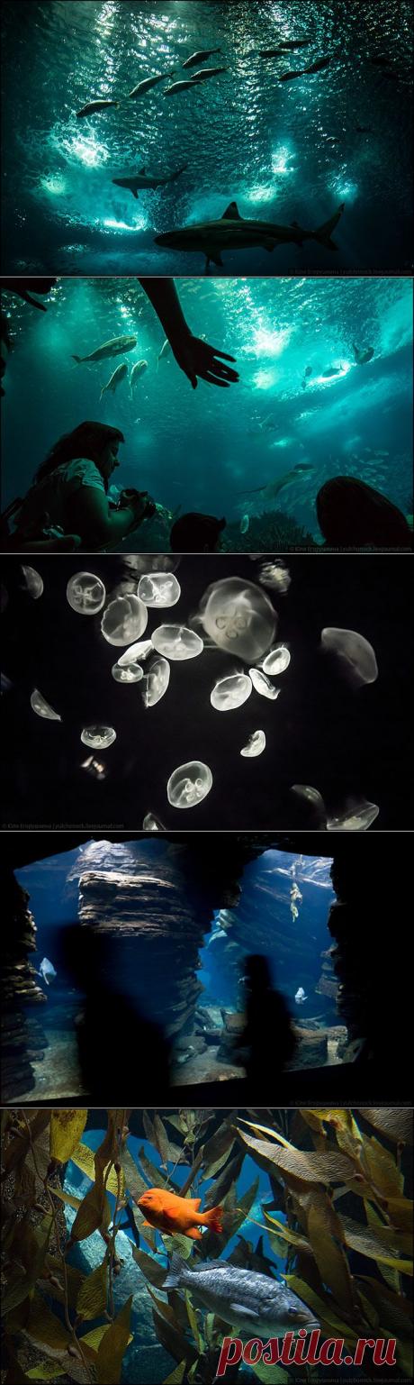 Экскурсия в самый большой океанариум Европы