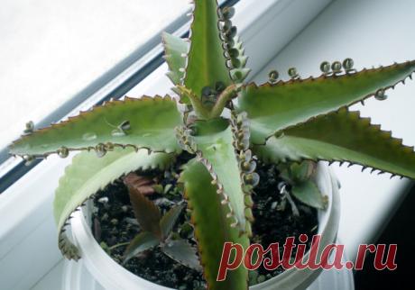 Повышаем всхожесть семян домашними средствами