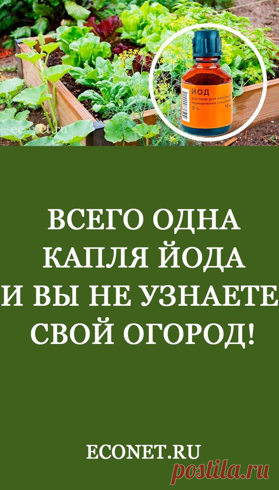 Одна капля йода и вы не узнаете свой огород!

Смекалистые садоводы давно подметили уникальные свойства йода и с успехом используют это копеечное средство для лечения и профилактики грибных болезней растений.