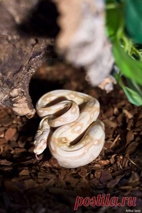 Herp Love: reptiglo: Boa Constrictor Imperator Albinos...
