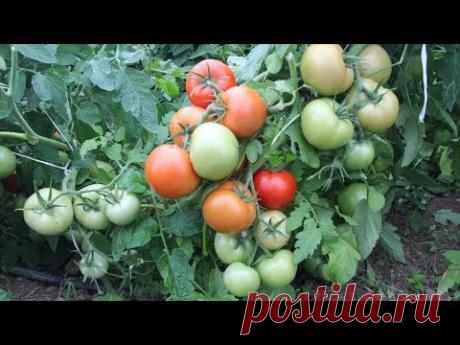 ХИТЫ СРЕДИ ТОМАТОВ! ОБЯЗАТЕЛЬНО ПОСЕЮ ИХ СНОВА!