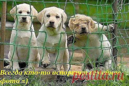 (57) Одноклассники