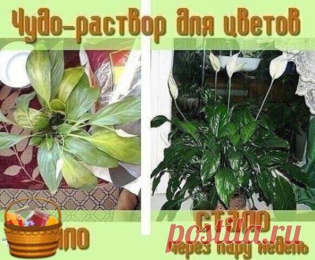 Погибал комнатный цветок на глазах и шансов на спасение все было меньше и меньше. И тогда я вспомнила совет, который давно получила от увлеченного цветовода.
Все больные и плохо развивающиеся растения поливать следующим раствором: 1`яичный белок залить в 1 стаканом теплой воды настоять неделю. Затем развести в 2 л. воды.
Если цветов много разведите 5-6 яичных белков залейте 1 л теплой воды и настаивайте неделю. Затем развести в 10 л воды.
Полила этим чудо-раствором не толь...