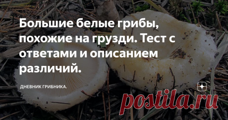 Большие белые грибы, похожие на грузди. Тест с ответами и описанием различий. Как не набрать скрипиц вместо груздей. Инструкция.