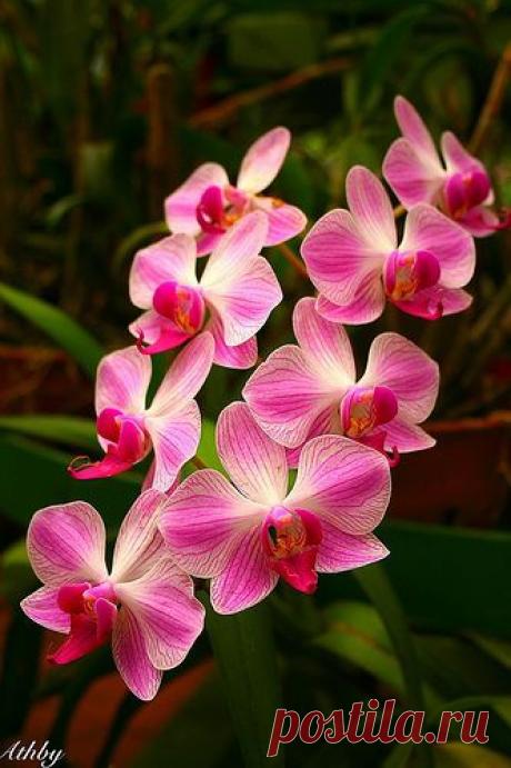 Ppflight Lucky приколол(а) это к доске Beautiful Flowers around the w…