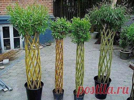 Живые беседки из укорененной ивы