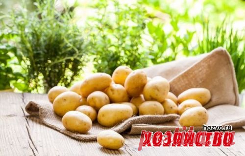 Как получить второй урожай картофеля

В июле перед посадкой летнего картофеля надо провести обеззараживание семенных клубней, так как всевозможные болезни оставляют на клубнях свои споры.