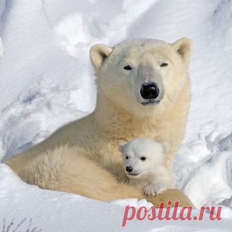 Василий Тимошин vasiliy-timoshin (Vasilek), Москва, Россия на Мой Мир@Mail.RU