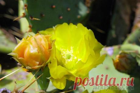 Крым. Мыс Плака. Опунция