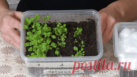 Уникальный способ посева петунии: быстрые всходы плюс закаливание
Многие садоводы покупают весной петунию в горшочках и просто рассаживают на клумбе....
Читай дальше на сайте. Жми подробнее ➡
