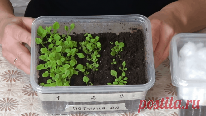 Уникальный способ посева петунии: быстрые всходы плюс закаливание
Многие садоводы покупают весной петунию в горшочках и просто рассаживают на клумбе....
Читай дальше на сайте. Жми подробнее ➡