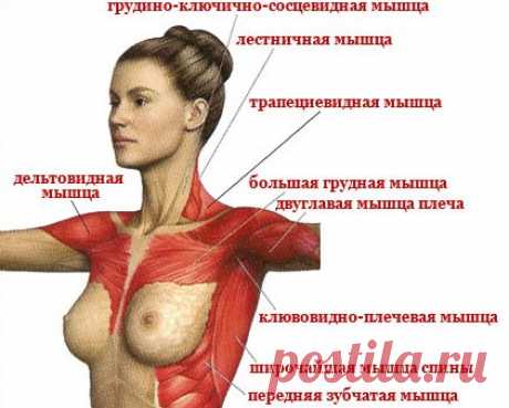 Упражнения для груди | Я- Штучка