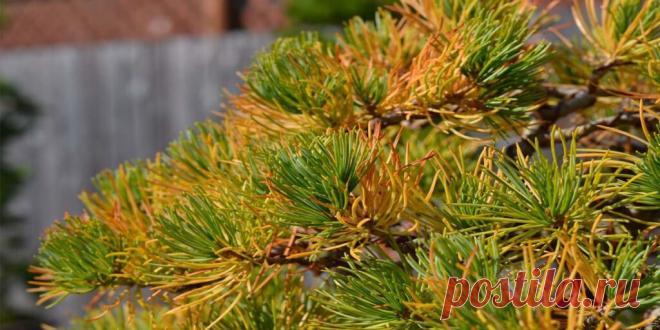 Почему желтеют иголки у сосны: причины и решение проблемы - Сад и огород