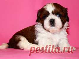 Помет П - HASHANAH HOT N SPICY + ПАТИ