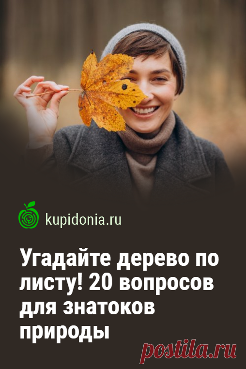 Угадайте дерево по листу! Тест из 20 вопросов для знатоков природы. Осень наступает, и с каждым днём деревья вокруг нас начинают преображаться. Это очень красиво! Но пока ещё их зелёные кроны радуют наш взор, давайте проверим, знаете ли вы на каком дереве и какие растут листья. Пройдите наш тест и попробуйте правильно назвать каждое дерево по фотографии его листа.
