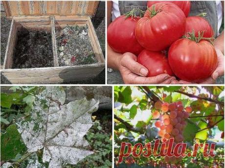 9 СПОСОБОВ ИСПОЛЬЗОВАНИЯ ПИЩЕВОЙ СОДЫ В САДУ