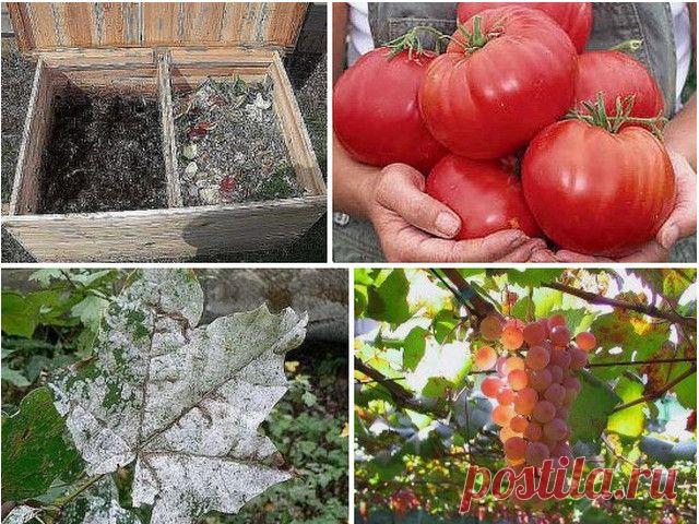 9 СПОСОБОВ ИСПОЛЬЗОВАНИЯ ПИЩЕВОЙ СОДЫ В САДУ