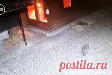 Енотовидная собака нелегально поселилась в зоопарке российского города. Дикая енотовидная собака сама пришла в зоопарк Калининграда и решила там остаться. Днем животное прячется, а ночью обходит территорию и гуляет по дорожкам. Непрошеный гость регулярно попадает на записи камер видеонаблюдения. При этом оставить собаку в зоопарке нельзя, потому что ловить диких животных незаконно.