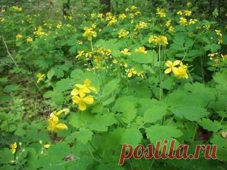 СЫВОРОТКА И ЧИСТОТЕЛ ПРОТИВ ПОЛИПОВ / Популярная медицина