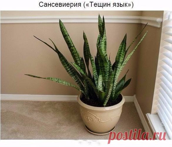 Растения для квартиры. Рукоделие идеи и советы handmade | ВКонтакте