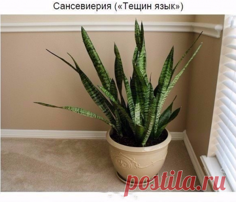 Растения для квартиры. Рукоделие идеи и советы handmade | ВКонтакте