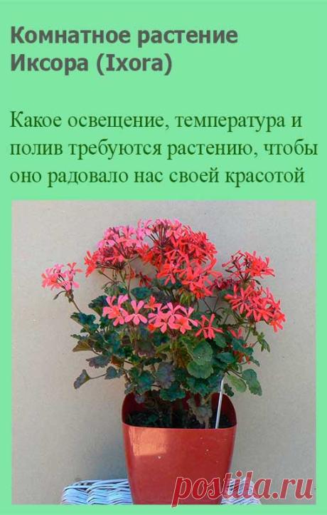 Комнатное растение Иксора (Ixora). Род назван по имени малабарского божества, которому в старину местные жители посвящали эти растения. Чаще всего выращивают иксору ярко-красную (I.coccinea). Из других видов в культуре с 1846 г. встречается иксора яванская (I.javanica) - кустарник с буроватыми или красноватыми побегами.