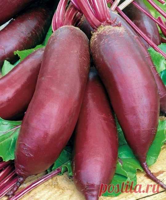 Лучшие сорта свеклы столовой с фото и описанием