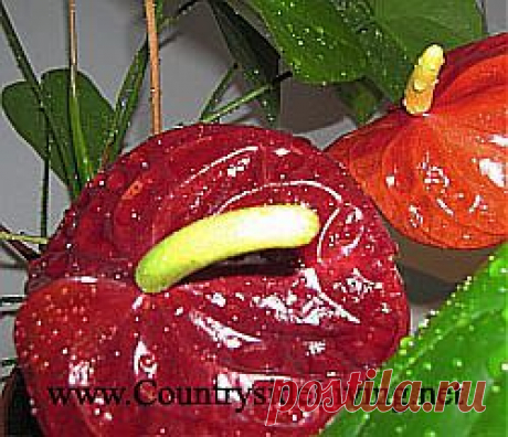 Цветок антуриум. Уход в домашних условиях. Фото антуриума. Anthurium