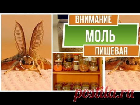 Осторожно пищевая моль ❗ Как навсегда избавиться от пищевой моли