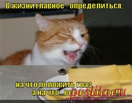 Смешные картинки кошек с надписями (Страница 490) | Лолкот.Ру