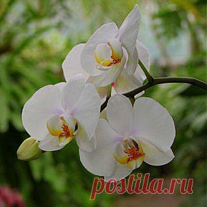 Усадьба | Цветок в доме : Фаленопсис: основные правила ухода