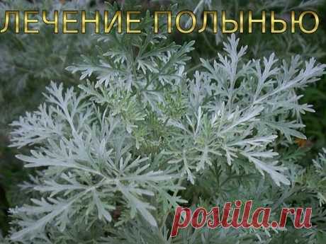 Лечение полынью убивает всю гноеродную простейшую инфекцию в организме, излечивает бессоницу, нервные болезни и восстанавливает обмен веществ, в результате чего исчезает ожирение и лишний вес.