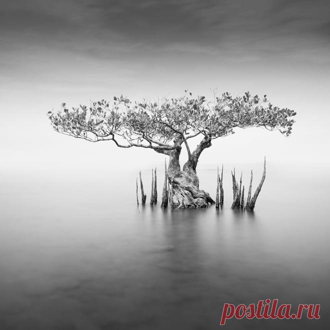 Над Землей взошло Розовое суперлуние (фото) - Новости Mail.ru