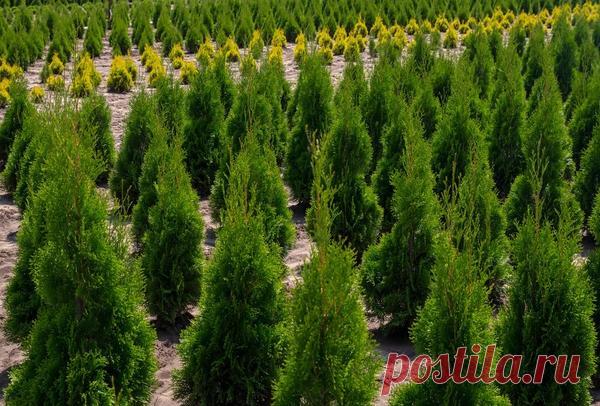 Самые беспроблемные сорта туи. А у вас такие уже есть?