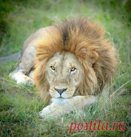 Смешная дикая природа