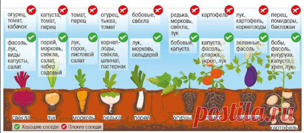 Влияние огородных растений друг на друга
Одни группы растений помогают росту друг друга, а другие угнетают окружающих.
Подбираем пару:
1. Морковь - лук: защищают друг друга от морковной и луковой мухи.
2. Капуста - сельдерей: вместе надежнее противостоят вредителям и болезням. Сельдерей отпугивает белянок, его сажают между головками капусты. После того как капусту уберут, он разрастается. Подходят ранняя капуста, брокколи, ранняя цветная.
3. Огурцы и укроп отлично уживаютс...