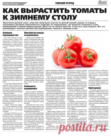 Как вырастить томаты к зимнему столу