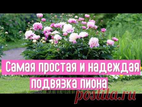 Опоры больше не нужны. Покажу, как быстро и крепко подвязать пион