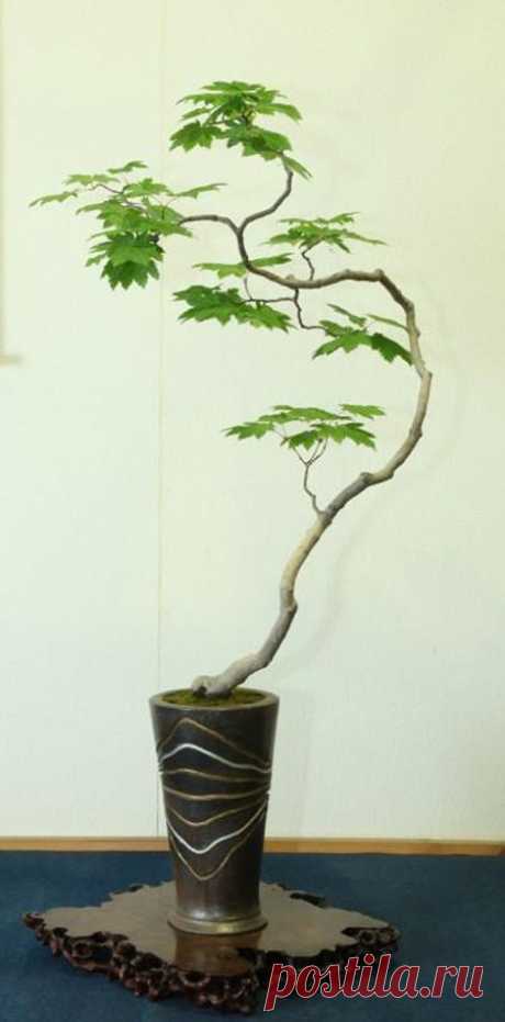 japanese maple bonsai  |  Pinterest • Всемирный каталог идей