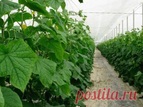 Парикмахерская для ОГУРЦА! Парикмахерская для ОГУРЦА!
Получить хороший урожай огурцов невозможно без формирования растений - своевременного укорачивания боковых побегов. После такой "стрижки" огуречные растения будут не только лучше развиваться и плодоносить, но и меньше поражаться грибными болезнями.
Если вы хотите собирать огурцы в своей теплице до осени, помогите вырасти им вначале на главном стебле, а затем на боковых побегах. Для этого в пазухах нижних трех-четырех ли...