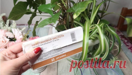 ШИКАРНЫЙ ЦВЕТНИК дома. СЕКРЕТ - в ПОДКОРМКЕ!