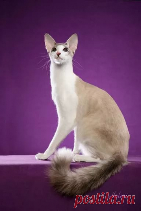 страницы которые создавались константина валерьевича сосницкого краснодар: 10 тыс изображений найдено в Яндекс.Картинках