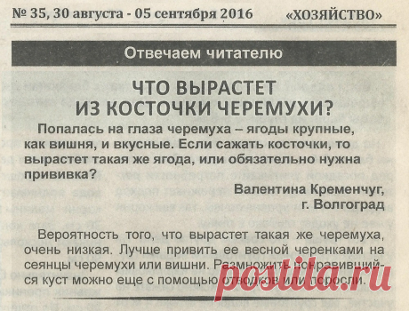 Что вырастет из косточки черемухи